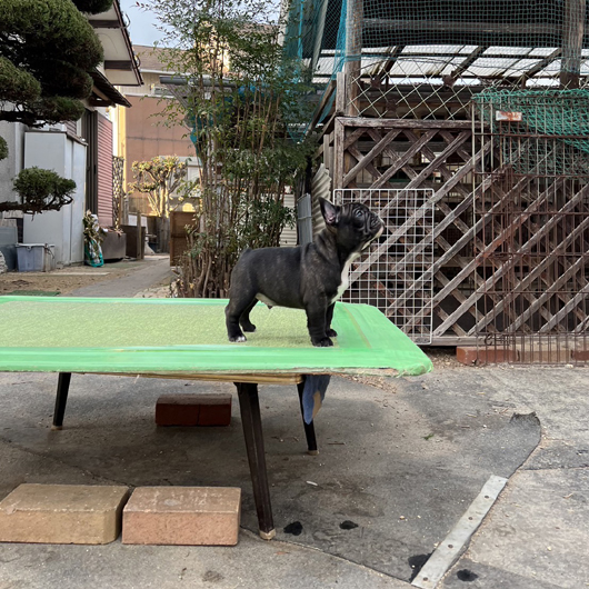 221226BRM-01W可愛いお顔でコロコロボディーのフレンチブルドッグのブリンドル男の子です。-3