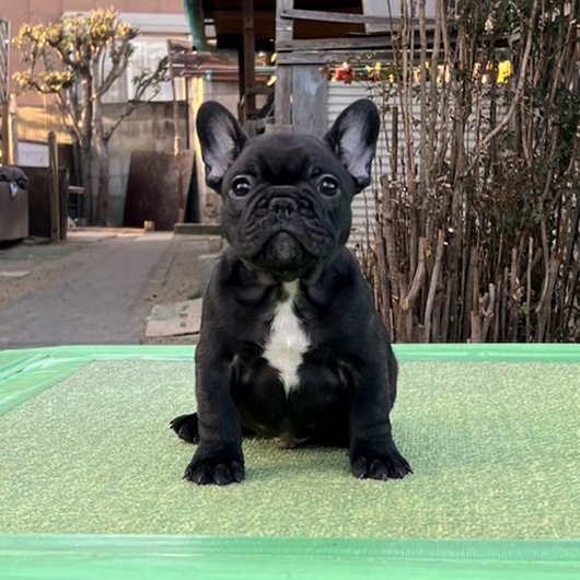 230115BRM-01W可愛いお顔でコロコロボディーのフレンチブルドッグのブリンドル男の子です。-1