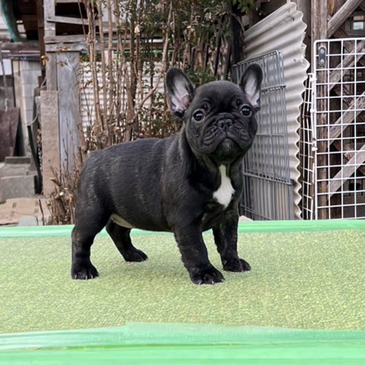 230115BRF-02W可愛いお顔でコロコロボディーのフレンチブルドッグのブリンドル女の子です。-1