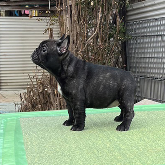 230115BRF-02W可愛いお顔でコロコロボディーのフレンチブルドッグのブリンドル女の子です。-2