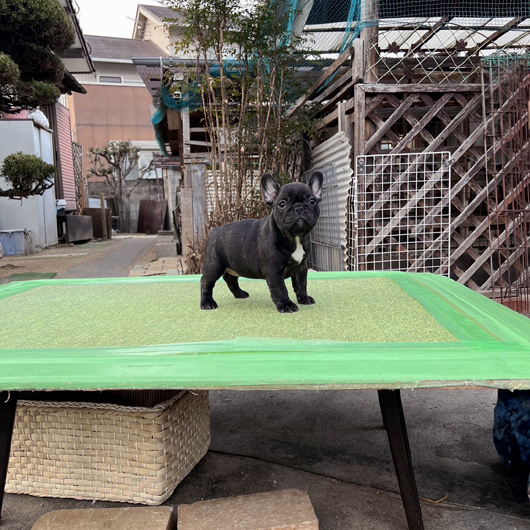 230115BRF-02W可愛いお顔でコロコロボディーのフレンチブルドッグのブリンドル女の子です。-3