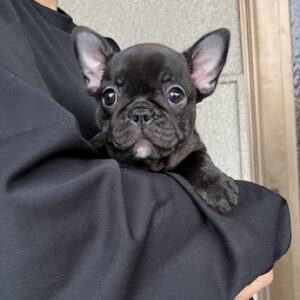子犬販売で新しいブリンドル兄妹の写真を紹介！