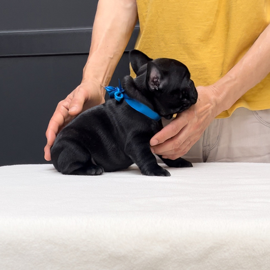 230517BRM-03可愛いお顔でコロコロボディーのフレンチブルドッグのブリンドル男の子です。-2