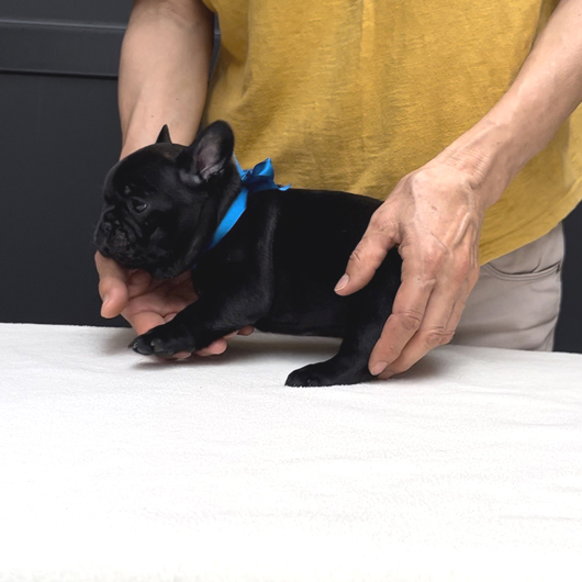 230517BRM-03可愛いお顔でコロコロボディーのフレンチブルドッグのブリンドル男の子です。-3