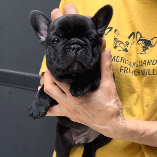 230517BRM-03可愛いお顔でコロコロボディーのフレンチブルドッグのブリンドル男の子です。-1