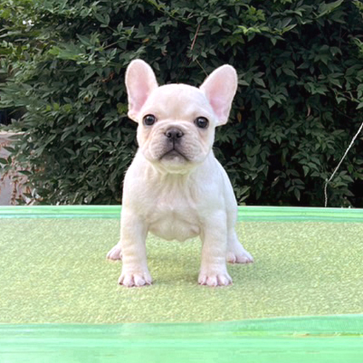 230530CRF-01Wアメリカ系コロコロボディーのフレンチブルドッグのクリーム女の子です。-1