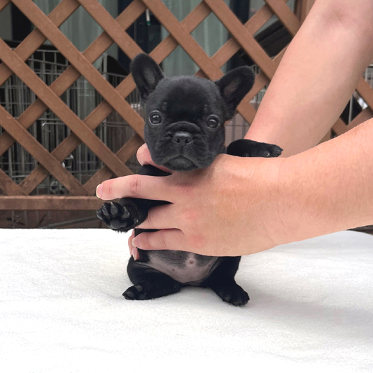 230616BRF-01可愛いお顔でコロコロボディーのフレンチブルドッグのブリンドル女の子です。-1