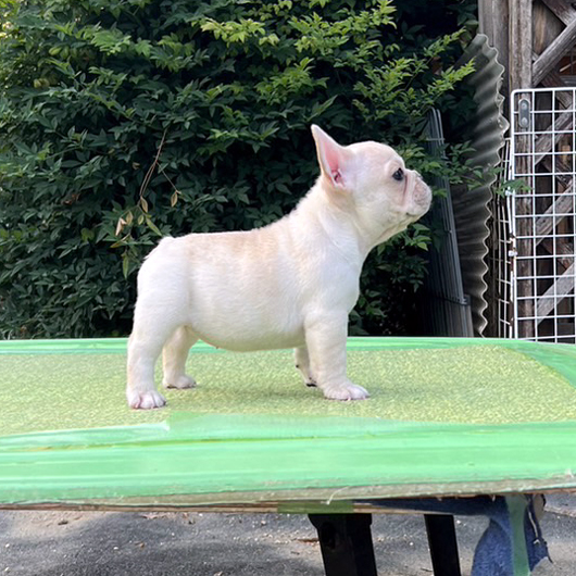 230530CRF-01Wアメリカ系コロコロボディーのフレンチブルドッグのクリーム女の子です。-2