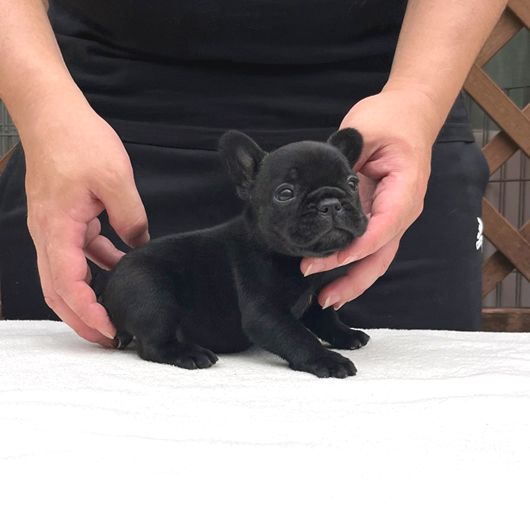 230616BRF-01可愛いお顔でコロコロボディーのフレンチブルドッグのブリンドル女の子です。-2