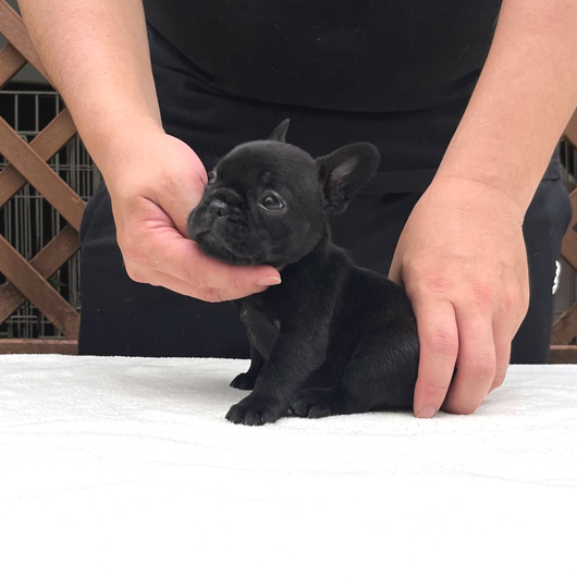 230616BRF-01可愛いお顔でコロコロボディーのフレンチブルドッグのブリンドル女の子です。-3