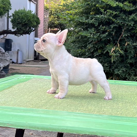 230530CRF-01Wアメリカ系コロコロボディーのフレンチブルドッグのクリーム女の子です。-3