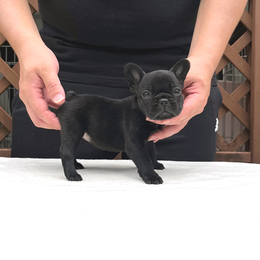 230616BRF-01可愛いお顔でコロコロボディーのフレンチブルドッグのブリンドル女の子です。-4