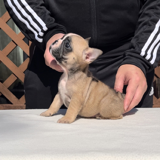 231228FWF-02W可愛いお顔でコロコロボディーのフレンチブルドッグのフォーン女の子です。-2