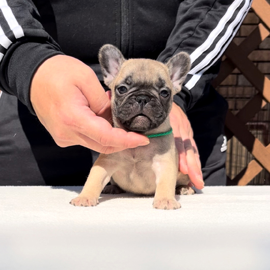 240110FWF-03W可愛いお顔でコロコロボディーのフレンチブルドッグのフォーン女の子です。-2