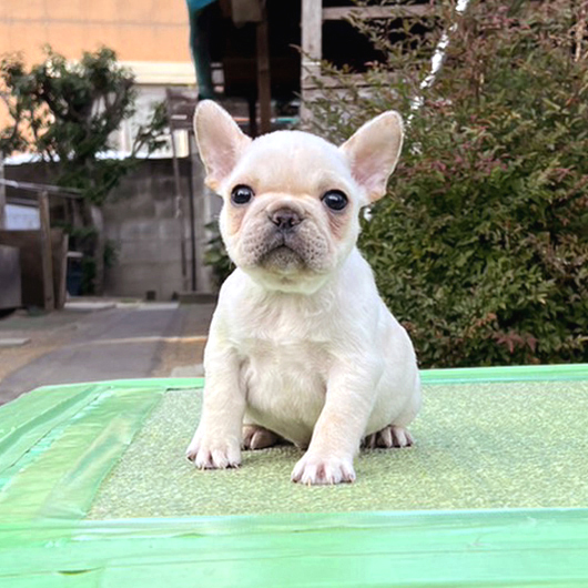 231102CRM-01W可愛いお顔でコロコロボディーのフレンチブルドッグのクリーム男の子です。-1