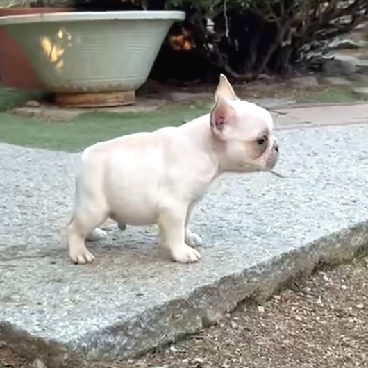 231102CRM-01W可愛いお顔でコロコロボディーのフレンチブルドッグのクリーム男の子です。-2