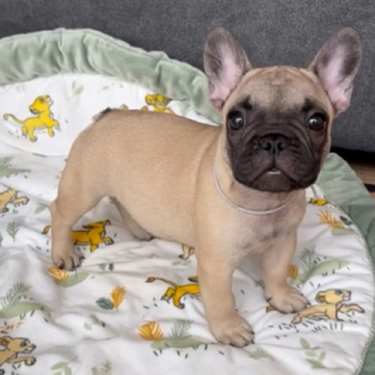 240211FWM-03可愛いお顔でコロコロボディーのフレンチブルドッグのフォーン男の子です。-1