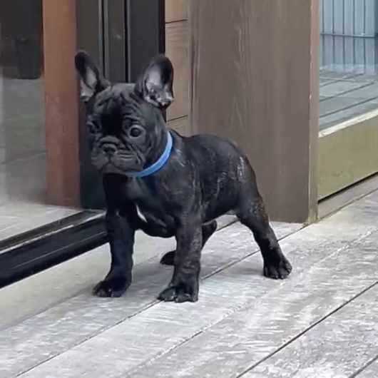 240302BRF-02W可愛い丸顔で構成バランスの良いフレンチブルドッグのブリンドル女の子です。-2