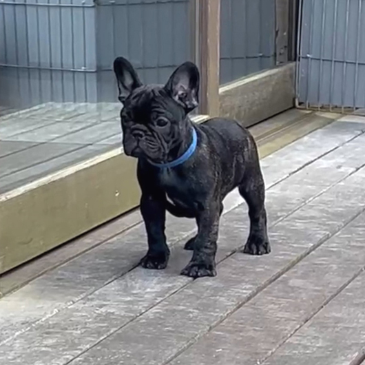 240302BRF-02W可愛い丸顔で構成バランスの良いフレンチブルドッグのブリンドル女の子です。-3