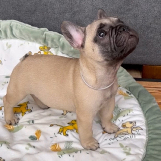 240211FWM-03可愛いお顔でコロコロボディーのフレンチブルドッグのフォーン男の子です。-2