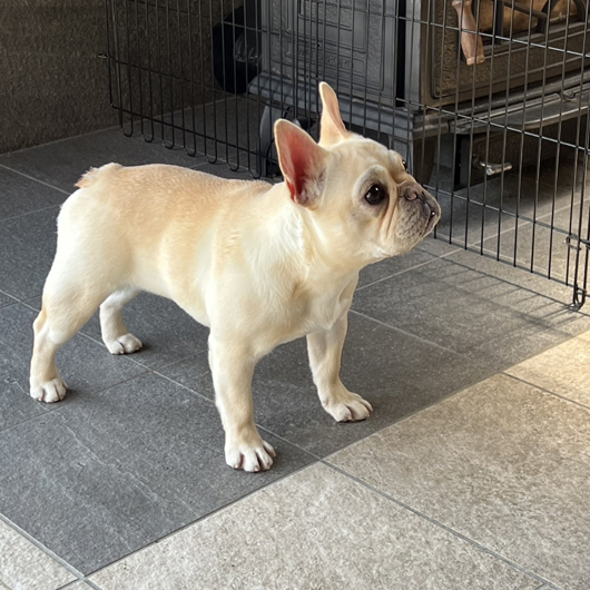 240722CRF-02W可愛いお顔でコロコロボディーのフレンチブルドッグのクリーム女の子です。-2