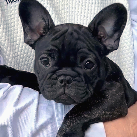 240302BRF-02W可愛い丸顔で構成バランスの良いフレンチブルドッグのブリンドル女の子です。-1