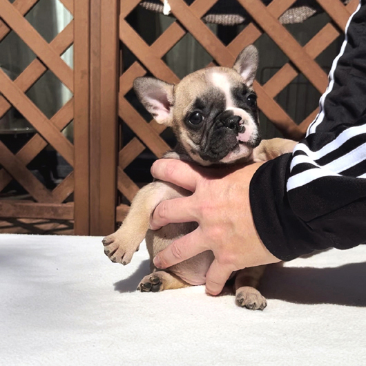 231228FWF-02W可愛いお顔でコロコロボディーのフレンチブルドッグのフォーン女の子です。-1
