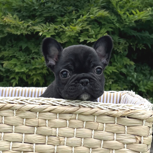240405BRF-01可愛いお顔でコロコロボディーのフレンチブルドッグのブリンドル女の子です。-1