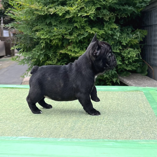 240405BRF-01可愛いお顔でコロコロボディーのフレンチブルドッグのブリンドル女の子です。-2