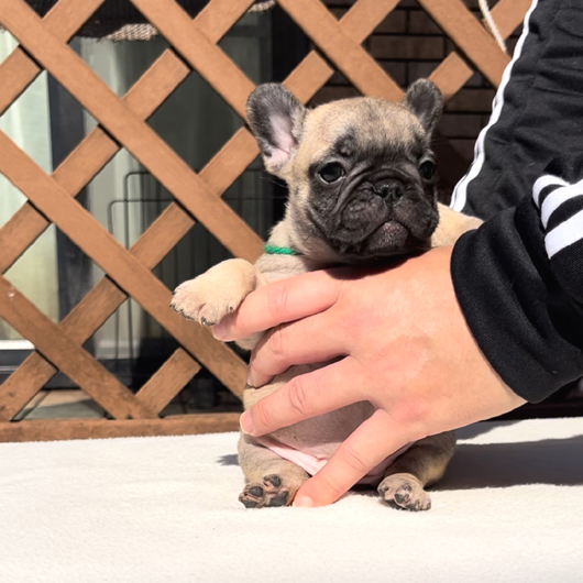 240110FWF-03W可愛いお顔でコロコロボディーのフレンチブルドッグのフォーン女の子です。-1