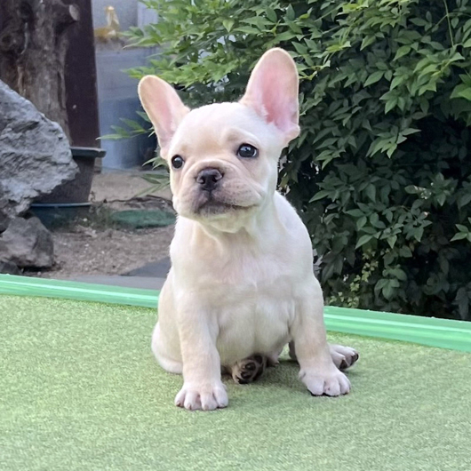 240616CRF-01アメリカ系コロコロボディーのフレンチブルドッグのクリーム女の子です。-1
