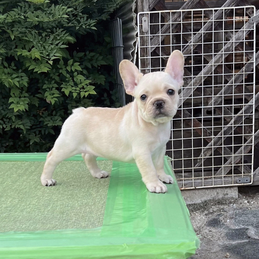 240616CRF-01アメリカ系コロコロボディーのフレンチブルドッグのクリーム女の子です。-2