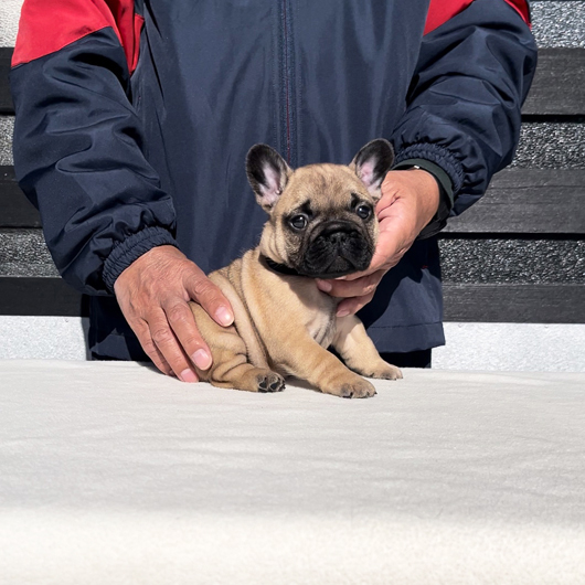 241106FWM-01可愛いお顔でコロコロボディーのフレンチブルドッグのフォーン男の子です。-1
