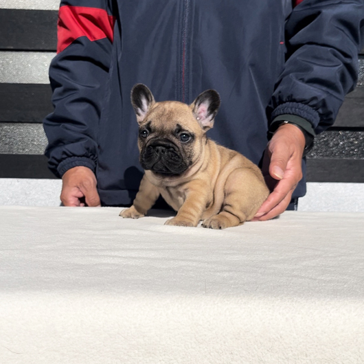 241106FWM-01可愛いお顔でコロコロボディーのフレンチブルドッグのフォーン男の子です。-2