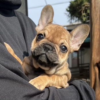 子犬販売で新しいレッドフォーン姉妹の写真を紹介！