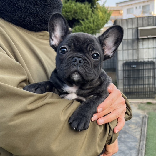 241104BRM-01W可愛いお顔でボディー構成も綺麗なフレンチブルドッグのブリンドル男の子です。-1