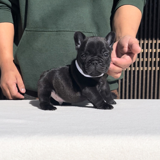 241206BRM-01可愛いお顔でコロコロボディーのフレンチブルドッグのブリンドル男の子です。-1