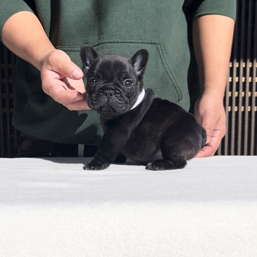 241206BRM-01可愛いお顔でコロコロボディーのフレンチブルドッグのブリンドル男の子です。-2
