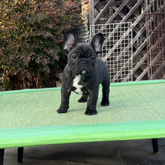 241104BRM-01W可愛いお顔でボディー構成も綺麗なフレンチブルドッグのブリンドル男の子です。-2