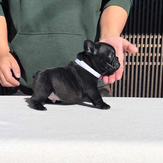 241206BRM-01可愛いお顔でコロコロボディーのフレンチブルドッグのブリンドル男の子です。-3