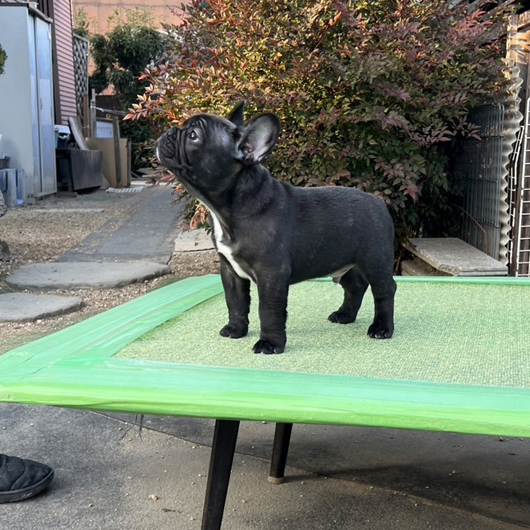 241104BRM-01W可愛いお顔でボディー構成も綺麗なフレンチブルドッグのブリンドル男の子です。-3