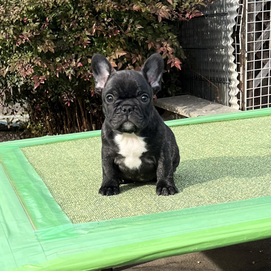 250104BRM-02W可愛いお顔でコロコロボディーのフレンチブルドッグのブリンドル男の子です。-2