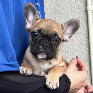 若犬販売でレッドフォーン女の子の写真を更新！