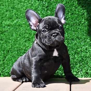 子犬販売でブリンドル男の子の写真を更新！