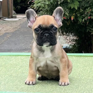 若犬販売でレッドフォーン・クリーム兄妹の写真を紹介！