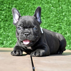 子犬販売でブリンドル兄妹の値段を更新！