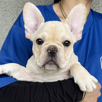 若犬販売でクリーム男の子の写真を更新！