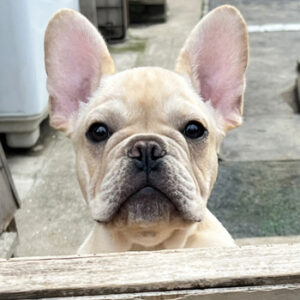 若犬販売でクリーム男の子の写真を更新！