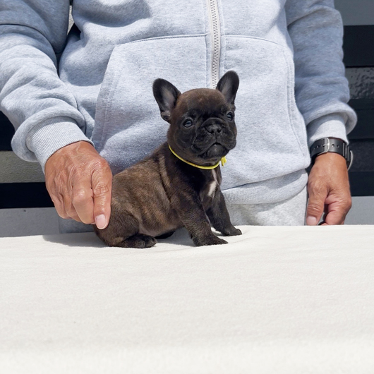 250217BRF-02アメリカ系コロコロボディーのフレンチブルドッグのタイガーブリンドル女の子です。-1