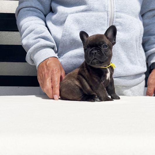 250217BRF-02アメリカ系コロコロボディーのフレンチブルドッグのタイガーブリンドル女の子です。-2